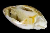 Chalcedony Replaced Gastropod With Druzy Quartz - India #150185-1